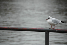 Close-up Of Seagull Perching On Sea Shore