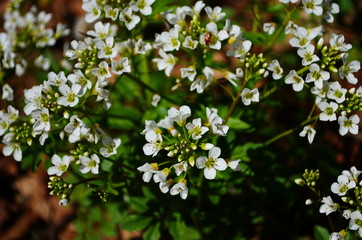 close-up of white forest flowers in the forest. Beautiful early spring forest landscape.