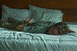 © TheVisualsYouNeed - lifestyle portrait of young attractive tired and exhausted man lying down on bed sleeping during the day with sunlight filtering in the bedroom