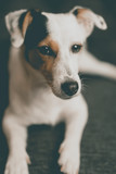 Fototapeta Krajobraz - jack russell terrier puppy