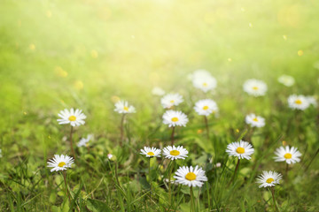 Wall Mural - Field of daisy flowers in sunny day. 