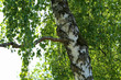 The trunk of a birch on a background of foliage