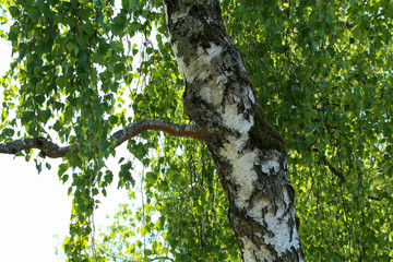 Wall Mural - The trunk of a birch on a background of foliage