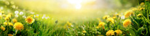 Beautiful Summer Natural Background With Yellow Dandelion Flowers In Grass Against Of Dawn Morning. Ultra-wide Panoramic Landscape,  Banner Format.