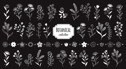 Wall Mural - Set vintage botanical elements flower. Hand drawn rustic vector design element. Compositions simple and modern with flowers, herbs, leaves and branches illustrations.