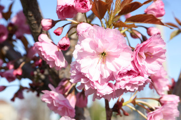 Closeup view of sakura tree with beautiful blossom outdoors. Japanese cherry