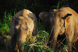Fototapeta Zwierzęta - Para słoni