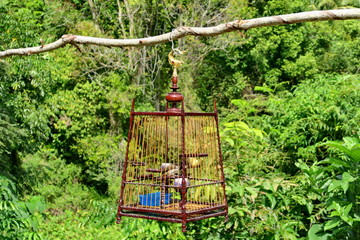 Poster - Oiseau dans une cage devant la forêt.