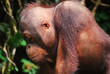 Portret orangutana