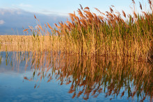 Reeds On The Water