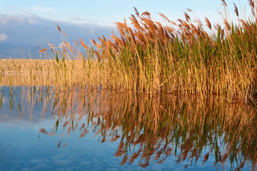 reeds on the water