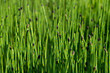 © ON-Photography - Schachtelhalm Equisetum Farn Tümpel Teich Weiher Garten rezent Feuchtigkeit Acker-Schachtelhalm  Ackerunkraut Heilpflanze Rhizom Sprossen, Hygrophyten