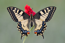 Old World Swallowtail Perched On Poppy Flower (Papilio Machaon)