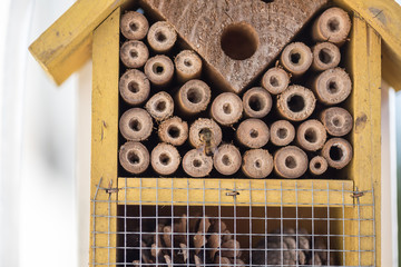 Wall Mural - Bug hotel. Rent-free. Concept of connection with adorable natural animals