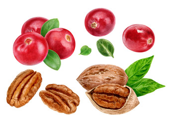 Wall Mural - Cranberry pecan watercolor illustration isolated on white background