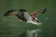Amazing Picture Of An Osprey Or Sea Hawk Hunting A Fish From The Water
