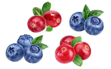 Wall Mural - Blueberry cranberry hand drawn watercolor illustration isolated on white background