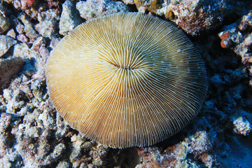 Wall Mural - Common mushroom coral