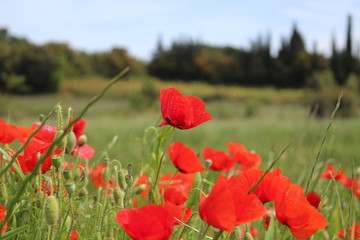 Wall Mural - champ de coquelicots