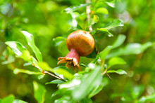 The Young Unripe Fruit Of The Pomegranate On A Green Background