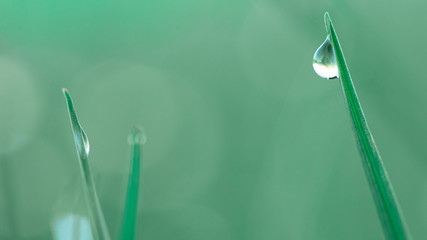 Wall Mural - Dew drops on fresh green grass, close-up.