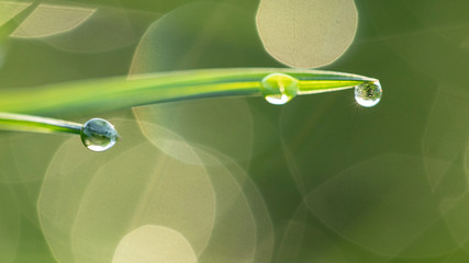 Wall Mural - Dew drops on fresh green grass, close-up.