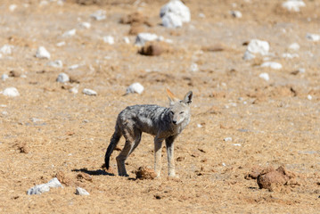 Wild jackal on waterhole in the African savanna