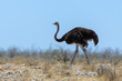 © Alexey Seafarer - Wild ostrich walking in the African savannah