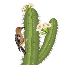 Gila Woodpecker Bird On Saguaro Cactus In Desert Wildlife. Vector