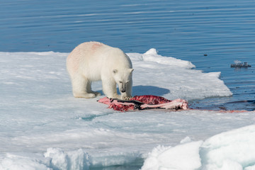 Two wild polar bears eating killed seal on the pack ice north of Spitsbergen Island, Svalbard