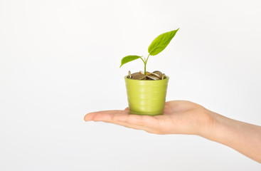 Money tree. Business growth,  development, investing concept. Side view of hand holding young green tree sprout growing up from pot with euro coins at white background. Copy space.