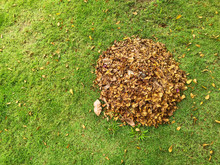 Top Down From Above View Of Pile Of Fallen Brown Leaves Against Green Grass Background