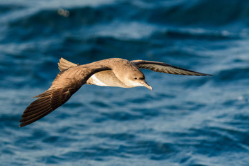 A balearic shearwater (Puffinus mauretanicus) flying in in the Mediterranean Sea and diving to get fish