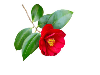 Red camellia japanese branch with flower isolated on white