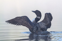 Common Loon (Gavia Immer) Breaching The Water To Stretch And Dry Its Feathers On A Foggy Morning In Ontario, Canada