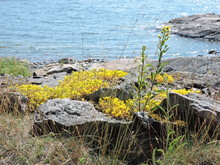 Yellow Flowers On The Rocks