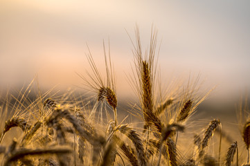 Nature, summer, harvest and agriculture concept - close up of grain field with spikelets of ripe barley