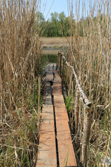 Wall Mural - wooden bridge among cane on river