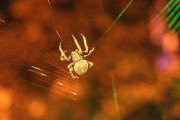 Spiders hunt in the net at night