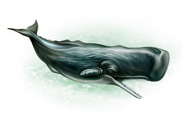 Physeter macrocephalus