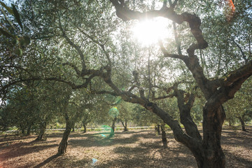 Wall Mural - Olive trees and sun rays