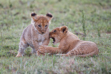 Lion Cubs Playing In The Masai Mara Game Reserve In Kenya