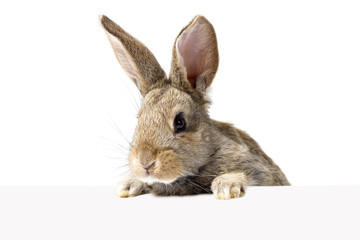 Wall Mural - gray fluffy rabbit looking at the signboard. Isolated on white background. Easter bunny