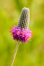 Purple Prairie Clover Starting To Blossom Within The Pike Lake Unit, Kettle Moraine State Forest, Hartford, Wisconsin In Late June
