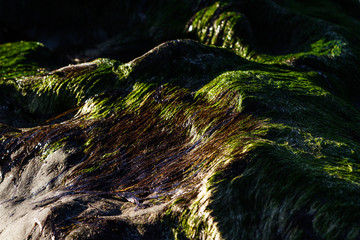 Green seaweed on a rock