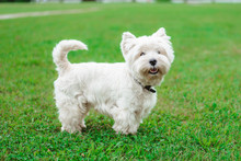 A West Highland White Terrier Dog On Grass In Nature In The Park.