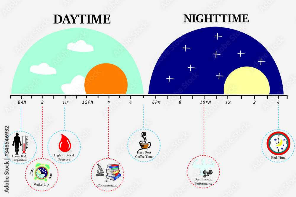 Vetor The circadian rhythms are controlled by circadian clocks or ...
