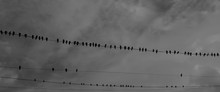 A Lot Of Birds Are Sitting On Wires, Black And White Photo.