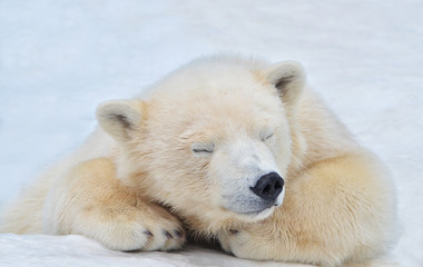 Wall Mural - polar bear in the snow