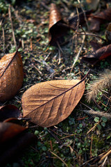 Wall Mural - A variety of leaves seen in the park.
